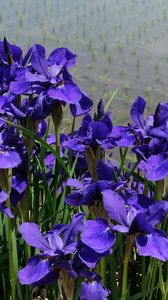 Preview wallpaper irises, flower, purple, flowerbed, green, shore, water