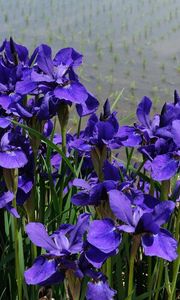 Preview wallpaper irises, flower, purple, flowerbed, green, shore, water