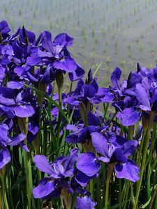 Preview wallpaper irises, flower, purple, flowerbed, green, shore, water