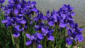 Preview wallpaper irises, flower, purple, flowerbed, green, shore, water