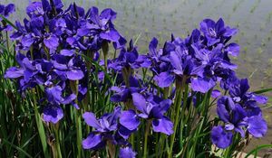 Preview wallpaper irises, flower, purple, flowerbed, green, shore, water