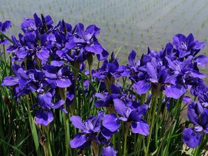Preview wallpaper irises, flower, purple, flowerbed, green, shore, water