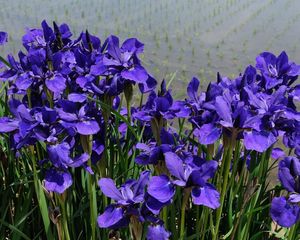 Preview wallpaper irises, flower, purple, flowerbed, green, shore, water