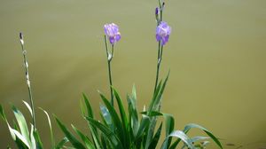 Preview wallpaper irises, flowerbed, flowers, sharpness