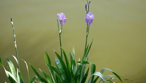 Preview wallpaper irises, flowerbed, flowers, sharpness