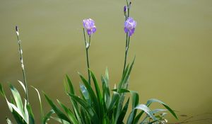 Preview wallpaper irises, flowerbed, flowers, sharpness