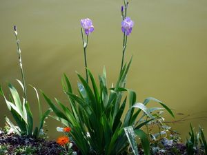 Preview wallpaper irises, flowerbed, flowers, sharpness