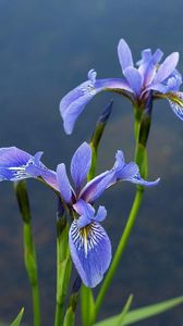 Preview wallpaper irises, flowers, blur, green