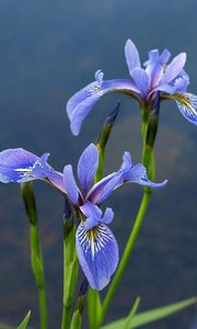 Preview wallpaper irises, flowers, blur, green