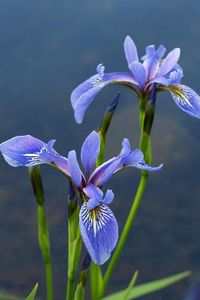 Preview wallpaper irises, flowers, blur, green