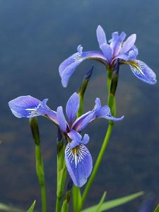 Preview wallpaper irises, flowers, blur, green