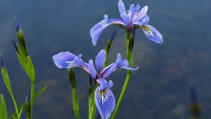 Preview wallpaper irises, flowers, blur, green