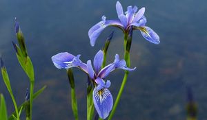 Preview wallpaper irises, flowers, blur, green