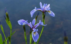 Preview wallpaper irises, flowers, blur, green