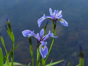 Preview wallpaper irises, flowers, blur, green