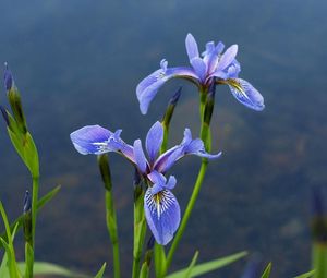 Preview wallpaper irises, flowers, blur, green