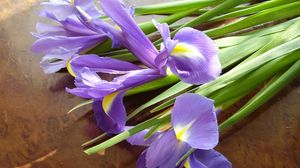 Preview wallpaper irises, flowers, bouquet, lies, shade