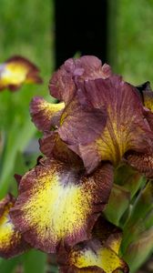 Preview wallpaper irises, flowers, brown, green, blur