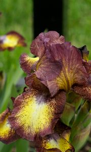 Preview wallpaper irises, flowers, brown, green, blur