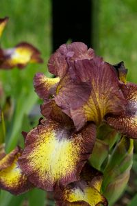 Preview wallpaper irises, flowers, brown, green, blur