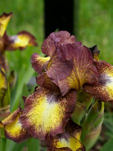 Preview wallpaper irises, flowers, brown, green, blur