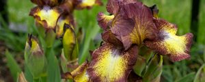 Preview wallpaper irises, flowers, brown, green, blur