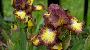 Preview wallpaper irises, flowers, brown, green, blur