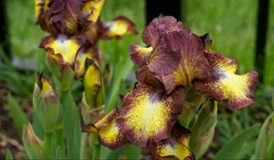 Preview wallpaper irises, flowers, brown, green, blur