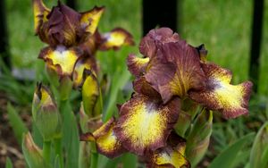 Preview wallpaper irises, flowers, brown, green, blur