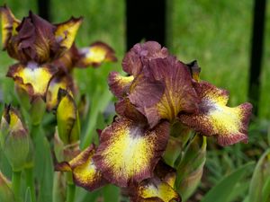 Preview wallpaper irises, flowers, brown, green, blur