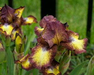 Preview wallpaper irises, flowers, brown, green, blur