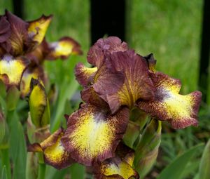 Preview wallpaper irises, flowers, brown, green, blur