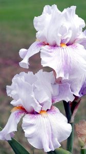 Preview wallpaper irises, flowers, close up, blurred