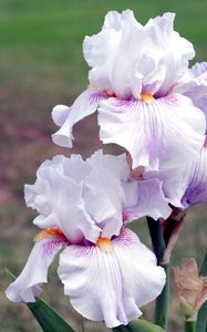 Preview wallpaper irises, flowers, close up, blurred