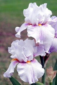 Preview wallpaper irises, flowers, close up, blurred