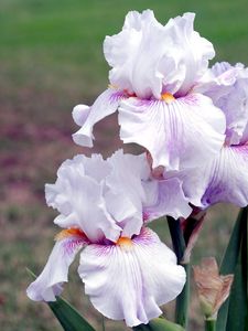 Preview wallpaper irises, flowers, close up, blurred