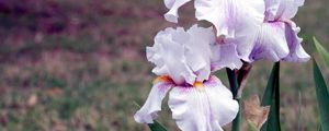 Preview wallpaper irises, flowers, close up, blurred