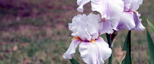 Preview wallpaper irises, flowers, close up, blurred