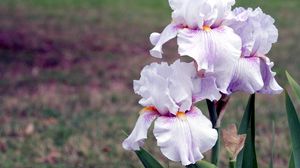 Preview wallpaper irises, flowers, close up, blurred