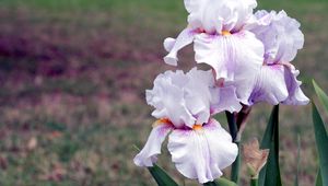 Preview wallpaper irises, flowers, close up, blurred