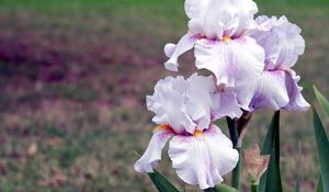 Preview wallpaper irises, flowers, close up, blurred