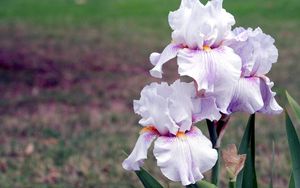 Preview wallpaper irises, flowers, close up, blurred