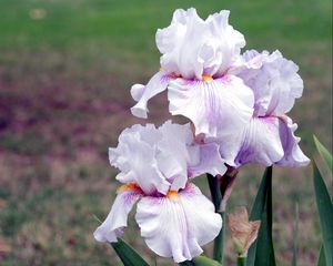 Preview wallpaper irises, flowers, close up, blurred