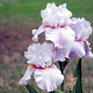 Preview wallpaper irises, flowers, close up, blurred