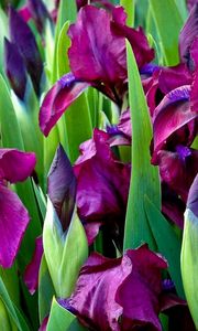 Preview wallpaper irises, flowers, colorful, flowerbed, green