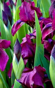 Preview wallpaper irises, flowers, colorful, flowerbed, green