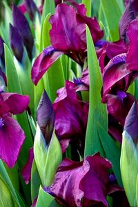 Preview wallpaper irises, flowers, colorful, flowerbed, green