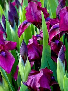 Preview wallpaper irises, flowers, colorful, flowerbed, green