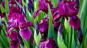 Preview wallpaper irises, flowers, colorful, flowerbed, green