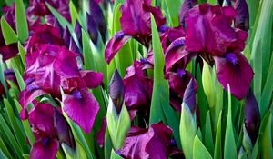 Preview wallpaper irises, flowers, colorful, flowerbed, green